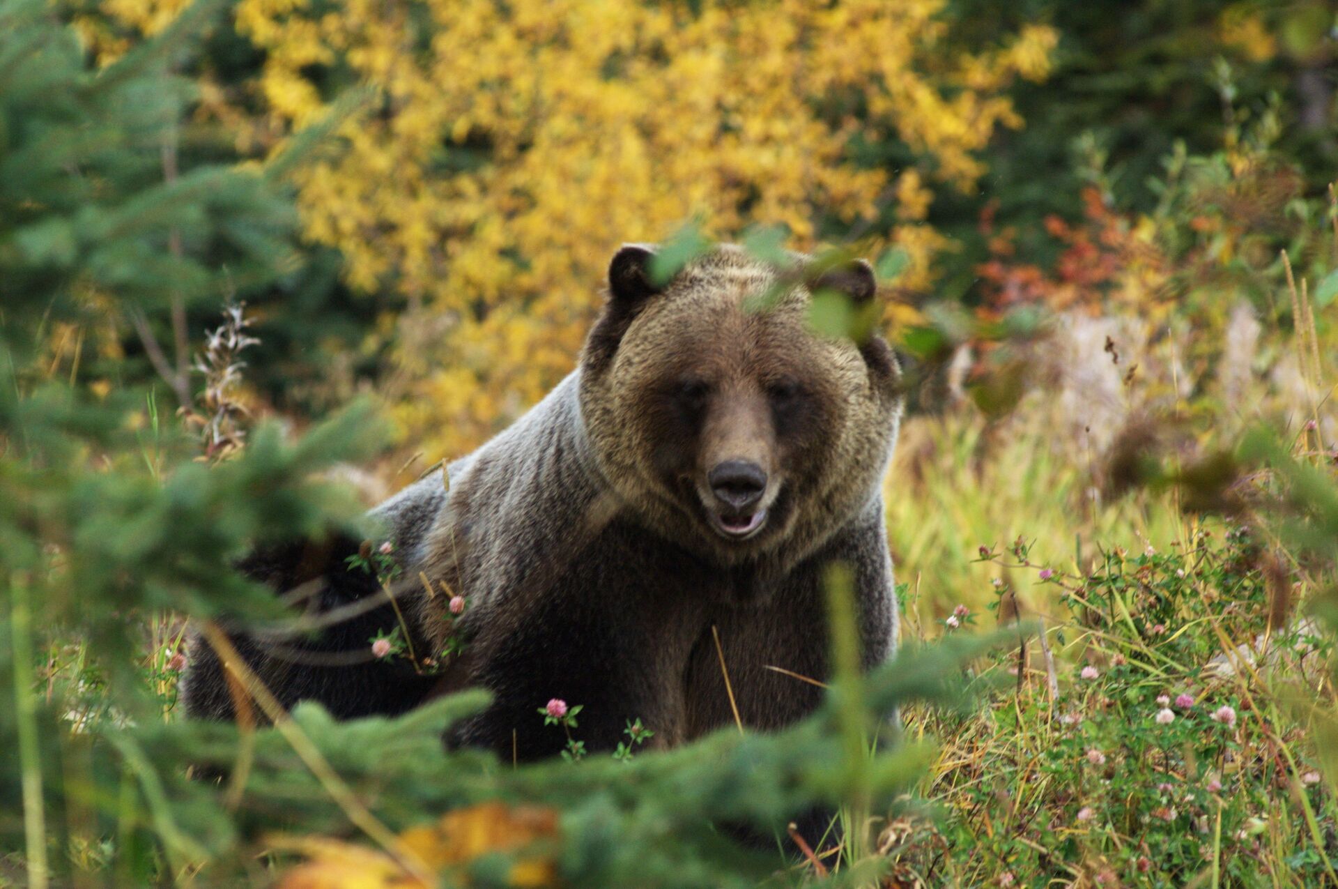 Медведь гризли на природе Британской Колумбии  - Sputnik Казахстан, 1920, 01.02.2022