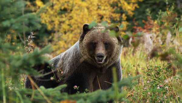 Медведь гризли на природе Британской Колумбии  - Sputnik Казахстан