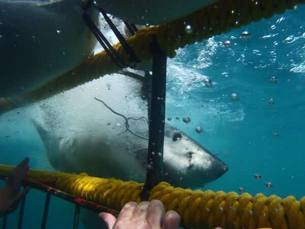 Плавание с белой акулой - Sputnik Казахстан