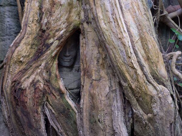 Статуя, выглядывающая из дупла дерева в храмовом комплексе Та Прохм в Камбодже - Sputnik Казахстан