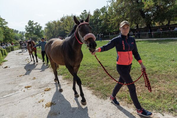 Выставка лошадей “Тулпар-2019” - Sputnik Казахстан