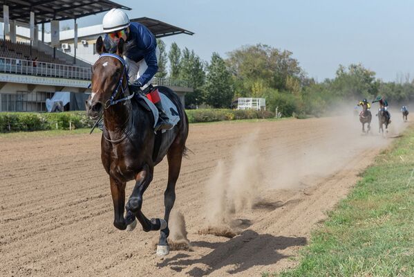 Выставка лошадей “Тулпар-2019” - Sputnik Казахстан