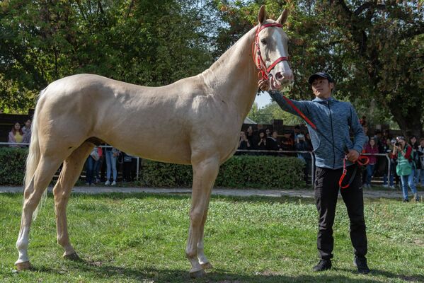  Выставка лошадей “Тулпар-2019” - Sputnik Казахстан