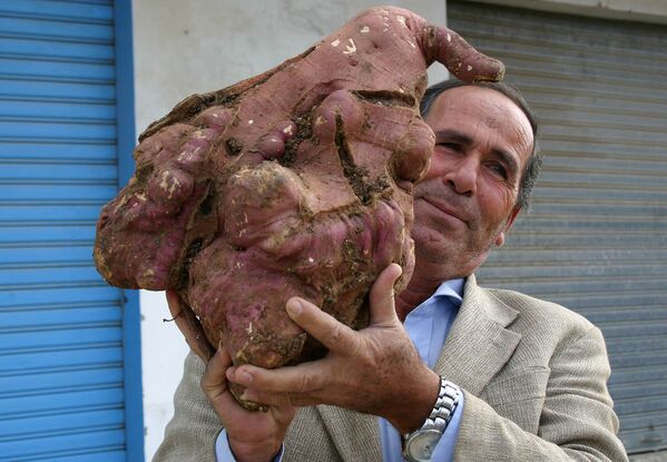 Ливанский фермер Халил Семхат с выращенной им гигантской картофелиной. 2008 год - Sputnik Казахстан