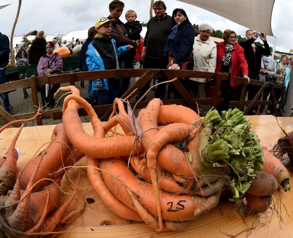 Гигантская морковь на конкурсе гигантских овощей в Клайстоу, Германия. 2015 год - Sputnik Казахстан