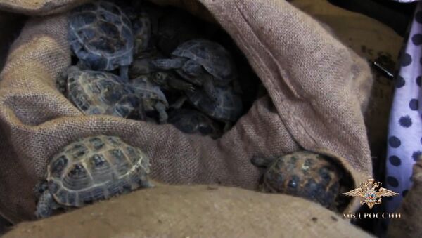 Полиция спасла четыре тысячи черепах - Sputnik Казахстан