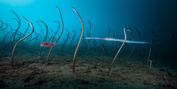 Снимок The garden of eels американского фотографа David Doubilet, победивший в категории Under Water фотоконкурса 2019 Wildlife Photographer of the Year - Sputnik Казахстан