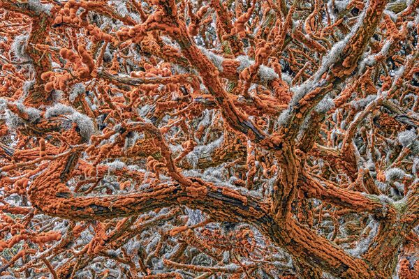 Снимок Tapestry of life сербско-американского фотографа Zorica Kovacevic, победивший в категории Plants and Fungi фотоконкурса 2019 Wildlife Photographer of the Year - Sputnik Казахстан