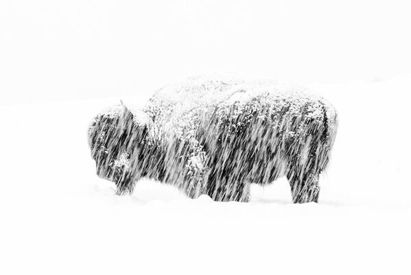 Снимок Snow exposure американского фотографа Max Waugh, победивший в категории Black and White фотоконкурса 2019 Wildlife Photographer of the Year - Sputnik Казахстан