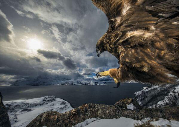 Снимок Land of the eagle норвежского фотографа Audun Rikardsen, победивший в категории Behaviour: Birds фотоконкурса 2019 Wildlife Photographer of the Year - Sputnik Казахстан