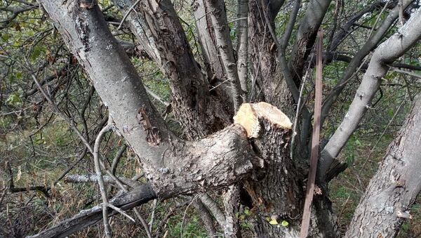 Вырубленные яблоневые деревья - Sputnik Казахстан