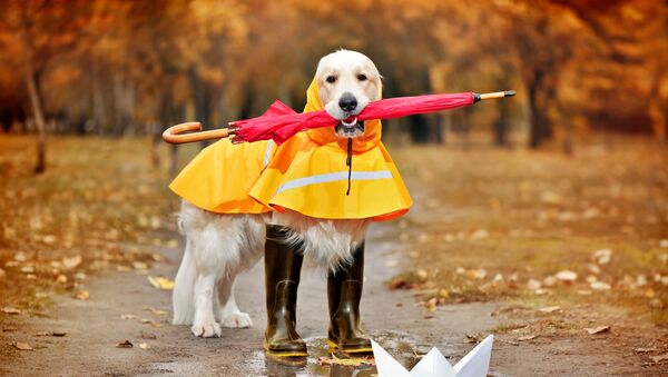 Собака породы голден ретривер в резиновых сапогах, плаще и с зонтом - Sputnik Казахстан