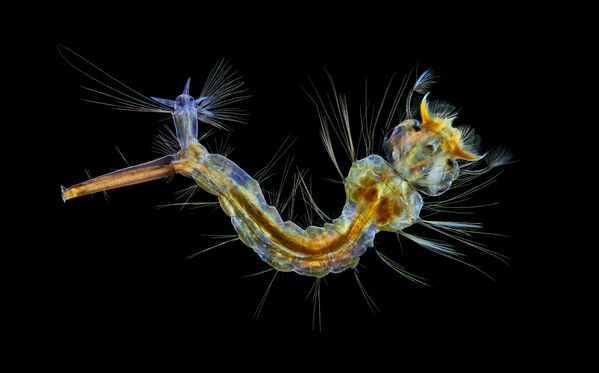 Снимок Mosquito larva британского фотографа Anne Algar, занявший 12 место в фотоконкурсе Nikon Small World 2019 - Sputnik Казахстан