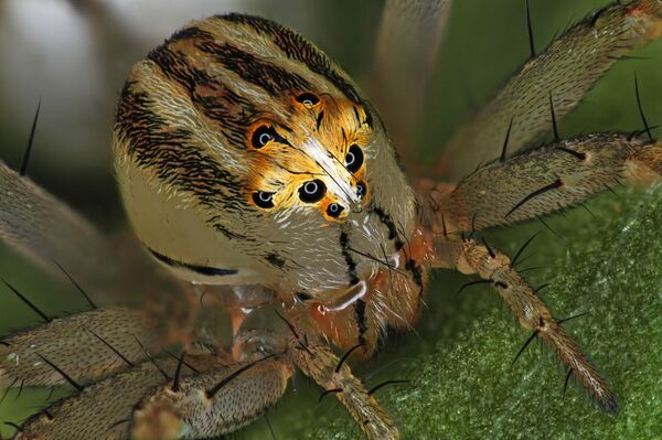 Снимок Female Oxyopes dumonti (lynx) spider фотографа Antoine Franck, занявший 14 место в фотоконкурсе Nikon Small World 2019 - Sputnik Казахстан