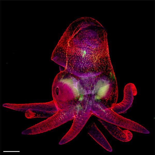 Снимок Octopus bimaculoides embryo фотографов Martyna Lukoseviciute и Dr. Carrie Albertin , занявший 19 место в фотоконкурсе Nikon Small World 2019 - Sputnik Казахстан