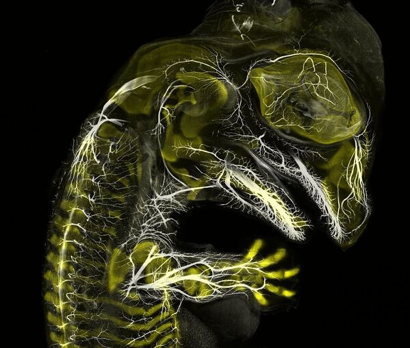 Снимок Alligator embryo developing nerves and skeleton американских фотографов Daniel Smith Paredes & Dr. Bhart-Anjan S.Bhullar, занявший 3 место на фотоконкурсе Nikon Small World 2019 - Sputnik Казахстан