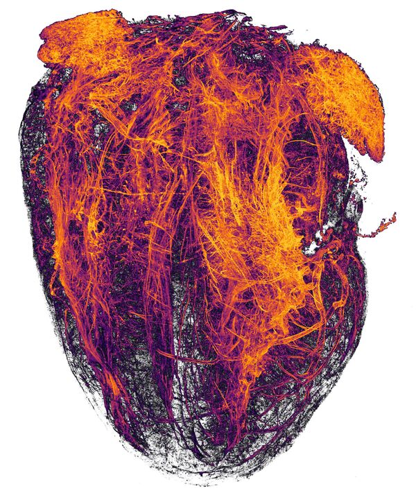 Снимок Blood vessels of a murine (mouse) heart following myocardial infarction (heart attack) фотографов Simon Merz, Lea Bornemann и Sebastian Korste , занявший 20 место в фотоконкурсе Nikon Small World 2019 - Sputnik Казахстан