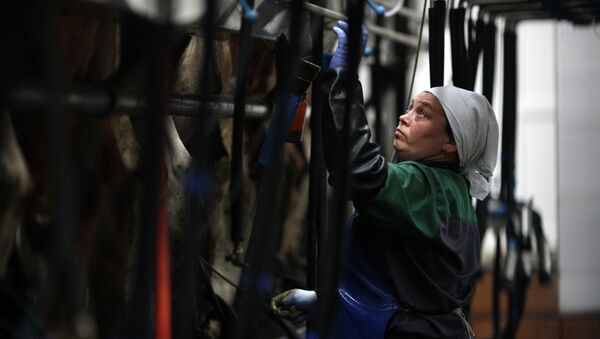 Работница во время дойки коров на молочно-товарной ферме, архивное фото - Sputnik Казахстан