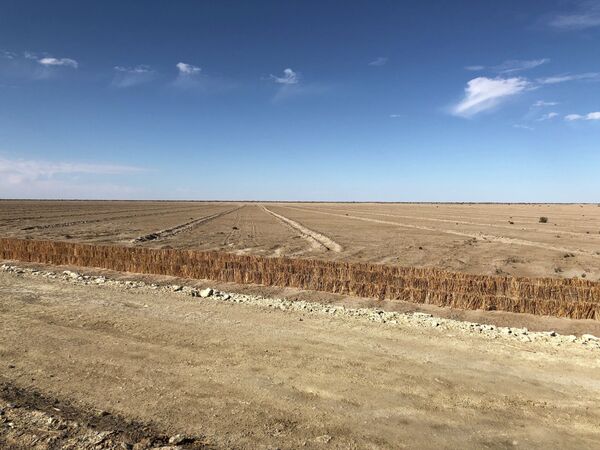Деревья вместо песков: когда Приаралье зарастет лесами - Sputnik Казахстан