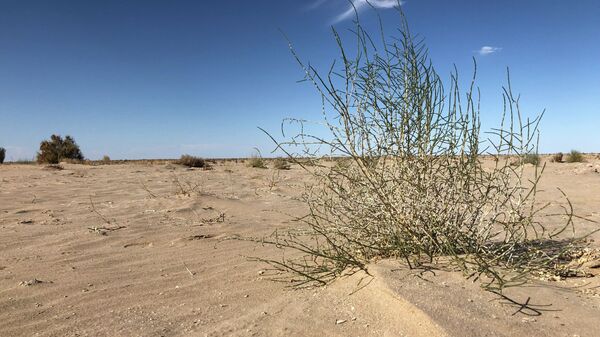 Это дерево саксаула высадили весной 2019 года. Растение помогает сдерживать пески: останавливает движение барханов - Sputnik Казахстан