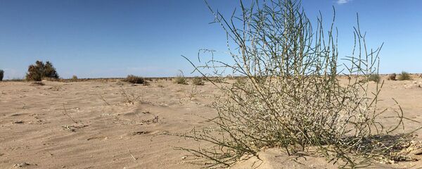 Это дерево саксаула высадили весной 2019 года. Растение помогает сдерживать пески: останавливает движение барханов Это дерево саксаула высадили весной 2019 года. Растение помогает сдерживать пески: останавливает движение барханов - Sputnik Казахстан