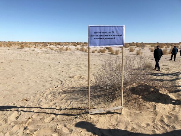 Деревья вместо песков: когда Приаралье зарастет лесами - Sputnik Казахстан