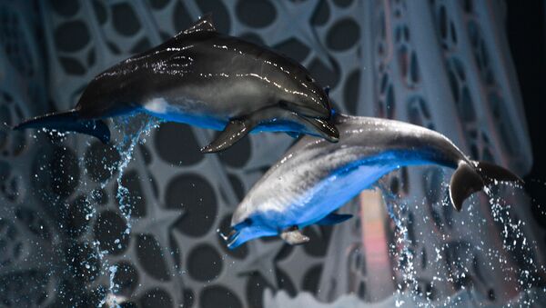 Дельфины на шоу-мюзикле Затерянный мир - Sputnik Казахстан