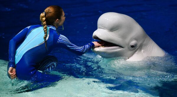 Белуха на шоу-мюзикле Затерянный мир Белуха на шоу-мюзикле Затерянный мир - Sputnik Казахстан