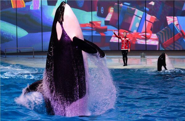 Косатка на шоу-мюзикле Затерянный мир Косатка на шоу-мюзикле Затерянный мир - Sputnik Казахстан