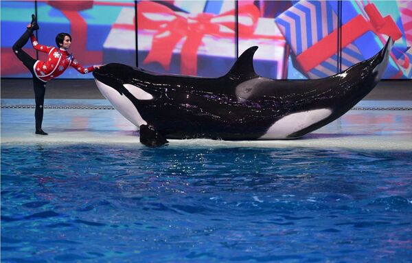 Тренер с косаткой на шоу-мюзикле Затерянный мир Тренер с косаткой на шоу-мюзикле Затерянный мир - Sputnik Казахстан