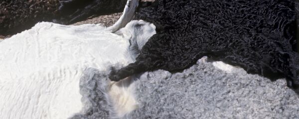 Бухарский каракуль - Sputnik Казахстан