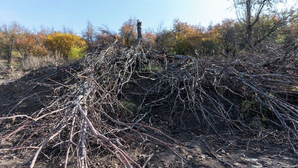 Деревья, вырубленные в саду Жумагуль Орымбаевой - Sputnik Казахстан