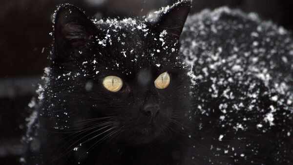 Кот во время снегопада - Sputnik Казахстан