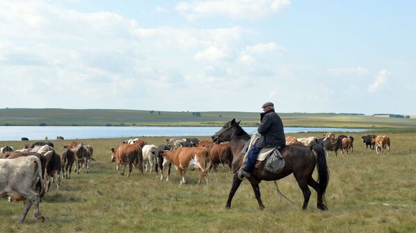 Пастух пасет стадо коров и коз. Архивное фото - Sputnik Казахстан