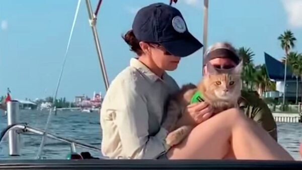 Кот-путешественник, которому завидуют все - невероятное видео   - Sputnik Казахстан