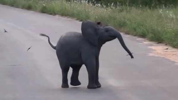 Слоненок играет с птицами - милое видео - Sputnik Қазақстан