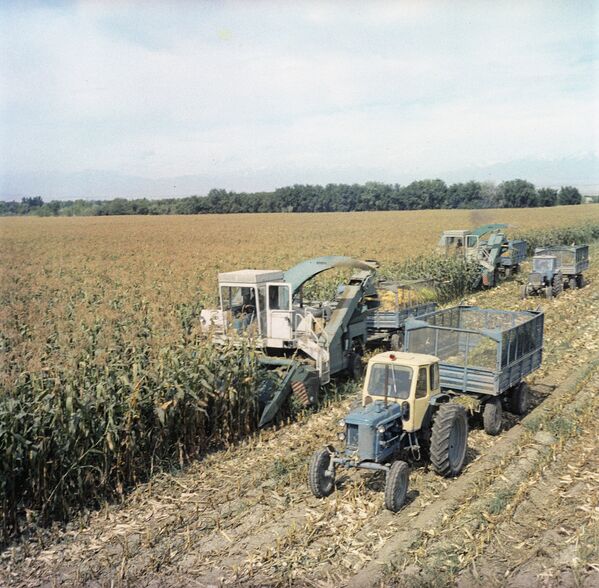 Сбор урожая кукурузы в колхозе 40 лет Октября - Sputnik Казахстан