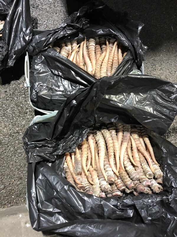 Сайгачьи рога на полмиллиарда тенге изъяли на границе Казахстана и России - Sputnik Казахстан