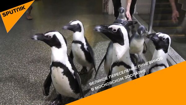 Великое переселение пингвинов в Московском зоопарке - видео - Sputnik Казахстан