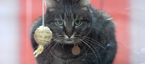 Архивное фото кота на выставке - Sputnik Казахстан