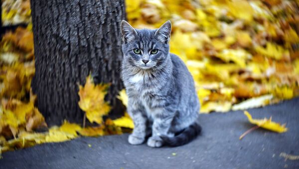 Котенок в осеннем парке - Sputnik Казахстан