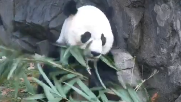 Гигантская панда Бей-Бей направляется в Китай для разведения - Sputnik Казахстан