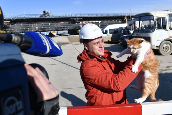 Кот по кличке Мостик на строительной площадке железнодорожной части Крымского моста - Sputnik Казахстан