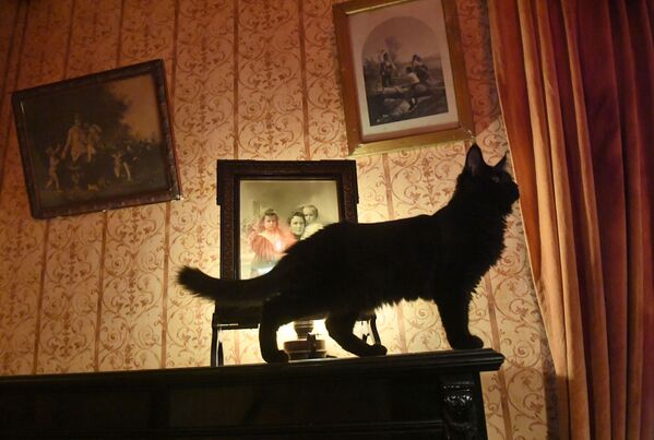 Новый кот Бегемот в нехорошей квартире музея Михаила Булгакова в Москве - Sputnik Казахстан
