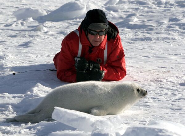 Музыкант Пол Маккартни наблюдает за детенышем гренландского тюленя в заливе Св. Лаврентия, Канада - Sputnik Казахстан