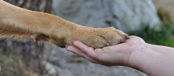 Человек и собака - Sputnik Казахстан