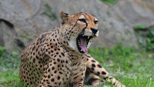 Гепард в зоопарке, архивное фото - Sputnik Казахстан