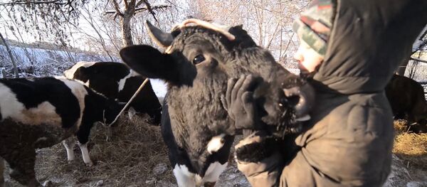 Подарки в день рождения для коров, или Как выглядит приют для скота в Казани - Sputnik Казахстан