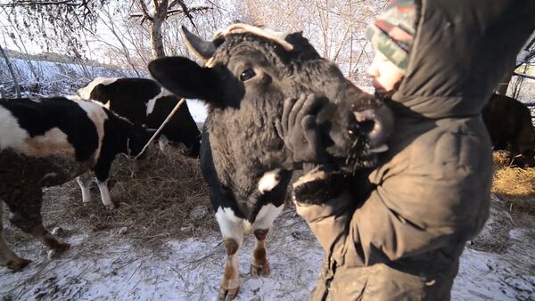 Подарки в день рождения для коров, или Как выглядит приют для скота в Казани - Sputnik Казахстан