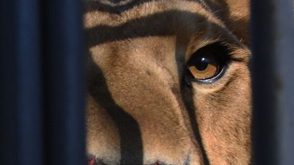 Лилигр Благ в Приморском сафари-парке во Владивостоке - Sputnik Казахстан